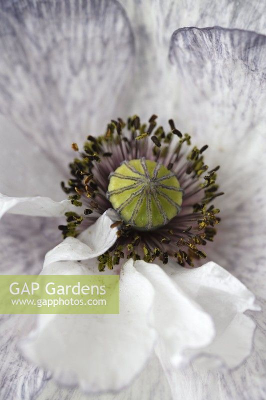 Papaver rhoeas  'Amazing Grey'  Poppy  Variable in colour and form  June