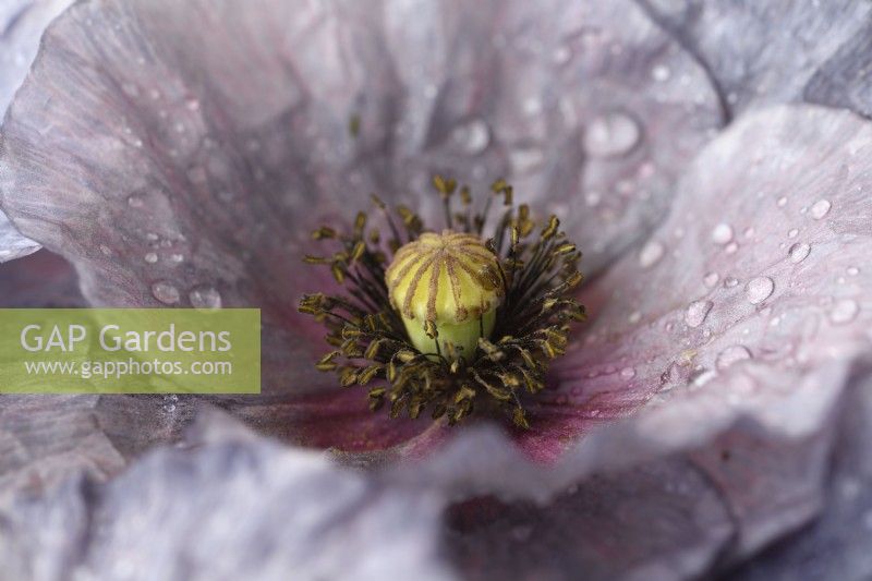 Papaver rhoeas  'Amazing Grey'  Poppy  Variable in colour and form  Picked flower heads  June