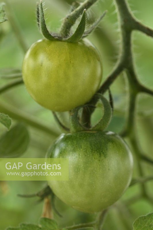 Solanum lycopersicum  'Tumbling Tom Yellow'  Cherry tomato unripe fruit  Syn. Lycopersicon esculentum  June