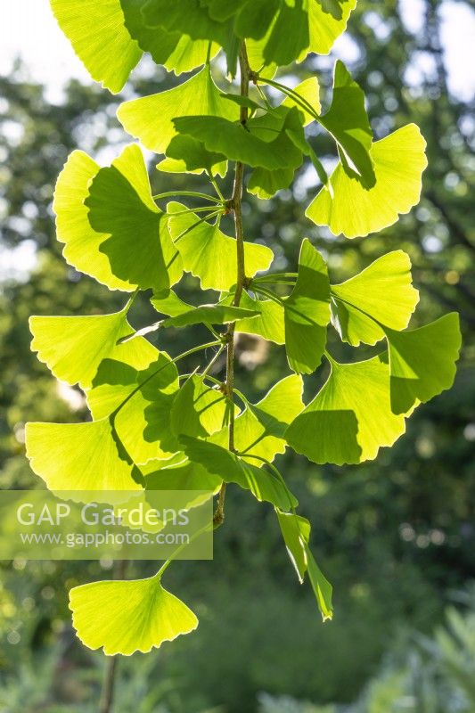 Ginkgo biloba, spring April