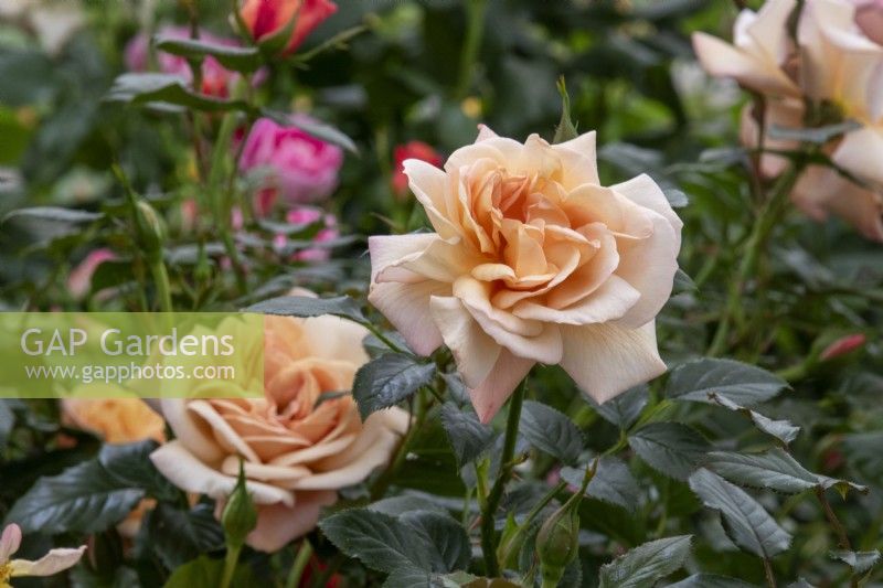  Rosa 'Susie'; 'Harwhistle' - Harkness Roses - RHS Chelsea Flower Show 2023