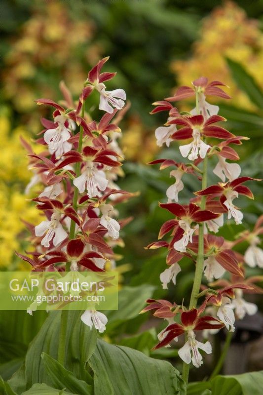 Calanthe discolour hybrids- Jacques Amand International Ltd - RHS Chelsea Flower Show 2023