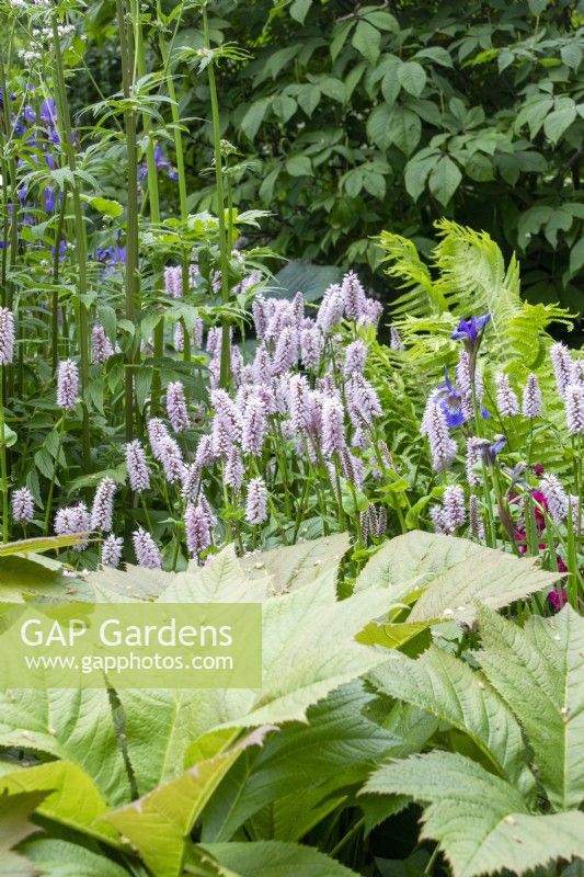 Persicaria bistorta 'Superba'  with Rodgersia podophylla - Myeloma UK - A Life Worth Living Garden - Designer Chris Beardshaw - RHS Chelsea Flower Show 2023