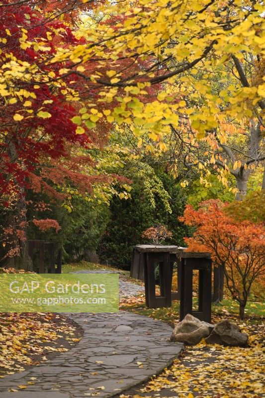 Autumn Japanese garden scene with Linden tree (Tilia), Acer Palmatum or Japanese Maple trees 'Bloodgood' and 'Coral Pink' on the left,  'Ryuzu' on the right and evergreens on background. Winding path and Japanese style wooden stands for bonsai trees.
Prague Botanic Garden, November