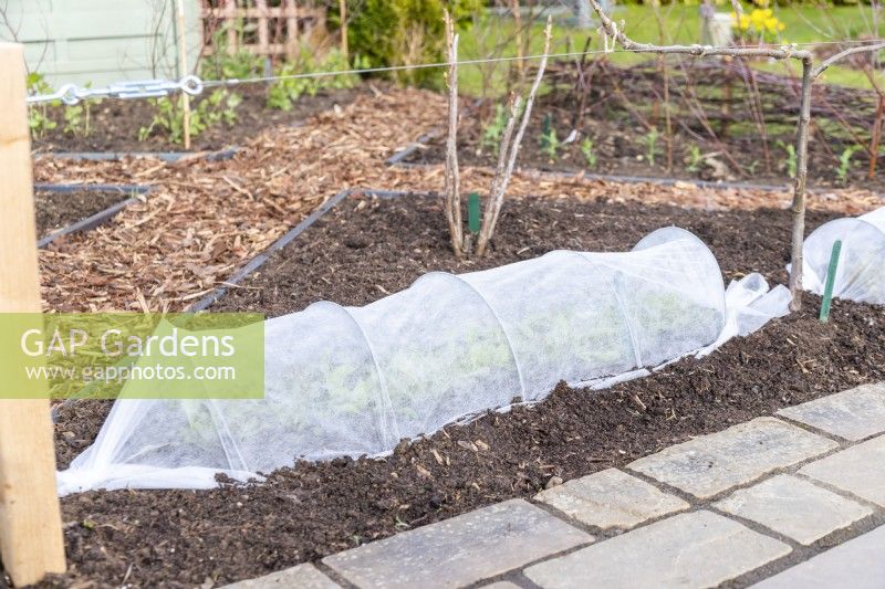 Mixed salad leaves under fleece tunnel