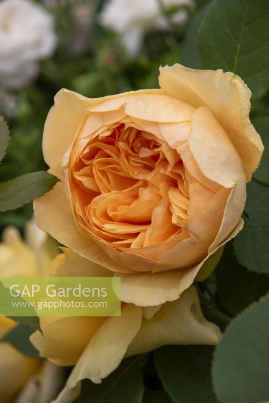 Rosa 'Bring Me Sunshine' - 'Ausernie' - David Austin Roses- RHS Chelsea Flower Show 2023