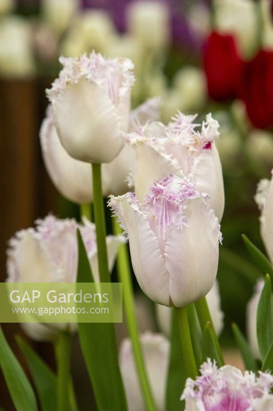 Tulipa 'Eyelash' - Bloms Bulbs - RHS Chelsea Flower Show 2023