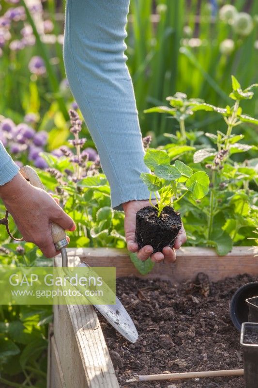 Woman planting nasturtium seedling in raised bed.