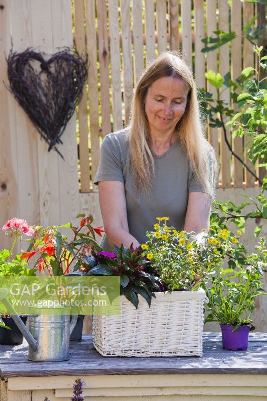 Woman planting Impatiens and  Sanvitalia in wicker container.