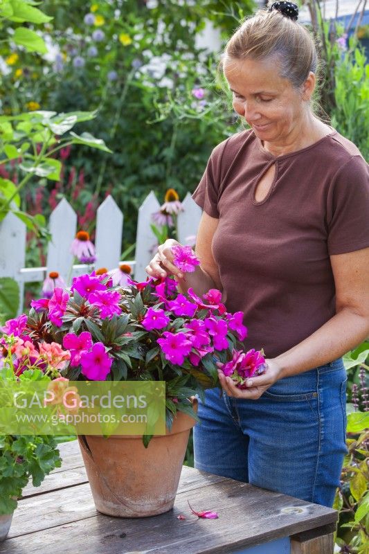 Woman removing spent flowers from Impatiens hawkeri - New Guinea Impatiens to encourage continuing blooming.