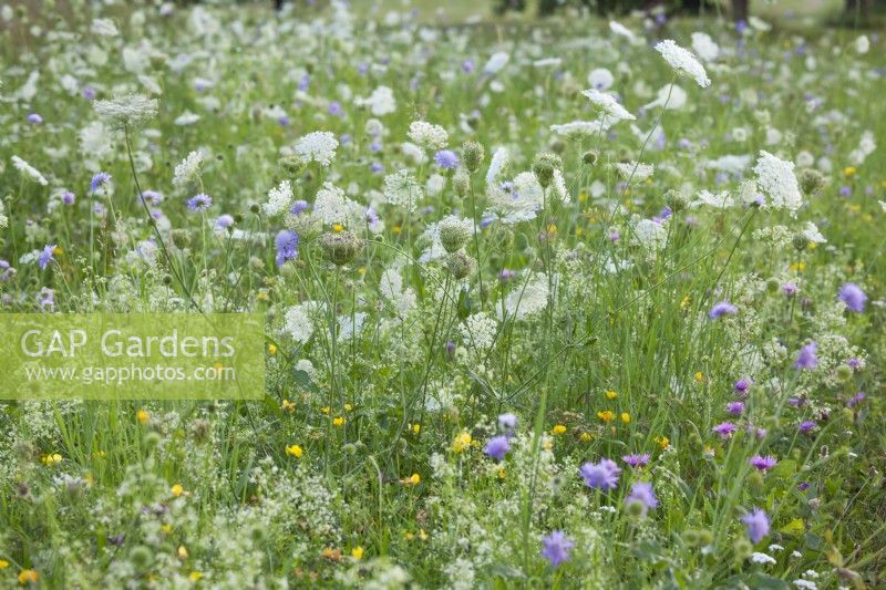 Wild flower meadow with wild carrots and field scabious.