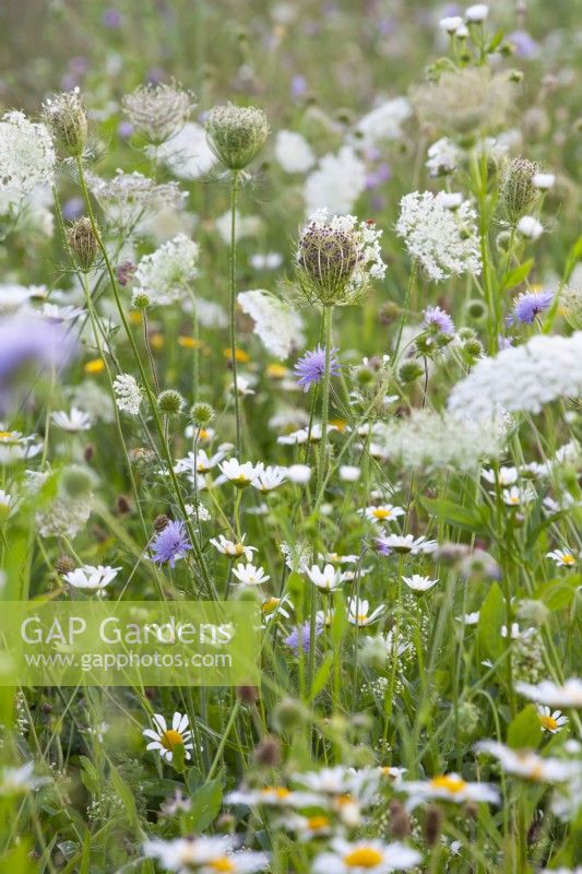 Wildflower meadow with wild carrots, daisies and field scabious.