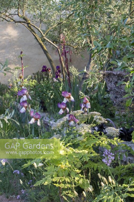 View through the The Nurture Landscapes Garden designed by Sarah Price with Iris 'Benton Laura' - RHS Chelsea Flower Show 2023