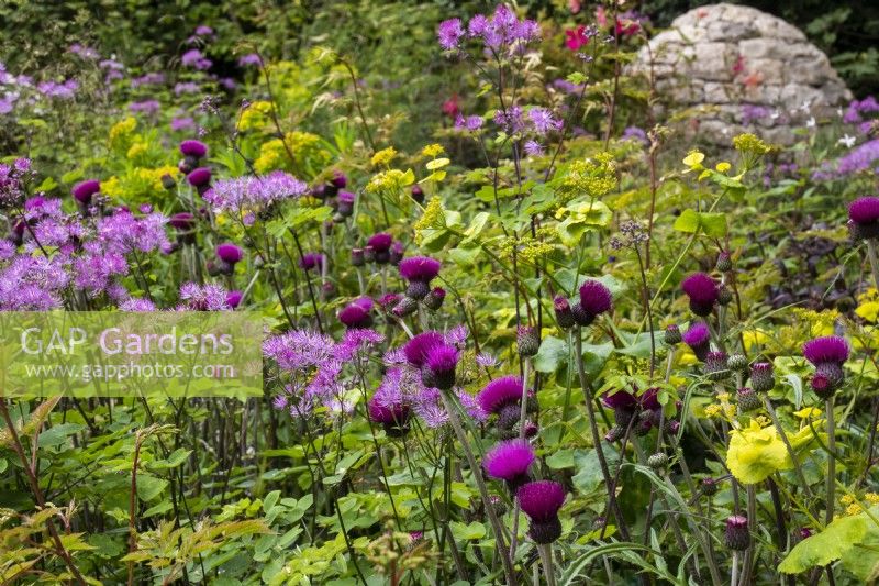 Cirsium rivulare 'Trevor's Blue Wonder',  Thalictrum 'Black Stockings' and Smyrnium perfoliatum on Horatio's Garden - Designers Hugo Bugg and Charlotte Harris, Harris Bugg Studio - RHS Chelsea Flower Show 2023