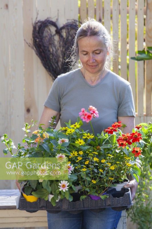 Woman with tray of bedding flowers including Sanvitalia, Zinnia profusion, Geranium, Lantana and Scaevola.