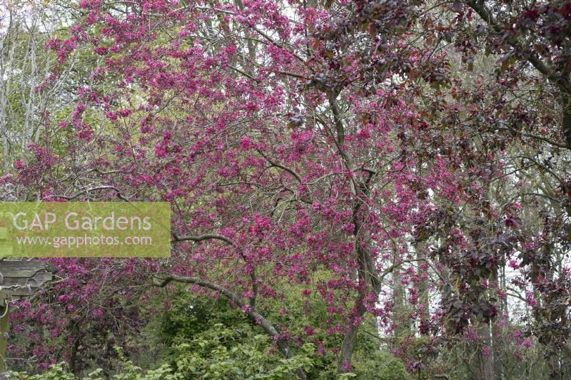 Malus 'Royalty' at Barnsdale Gardens, April