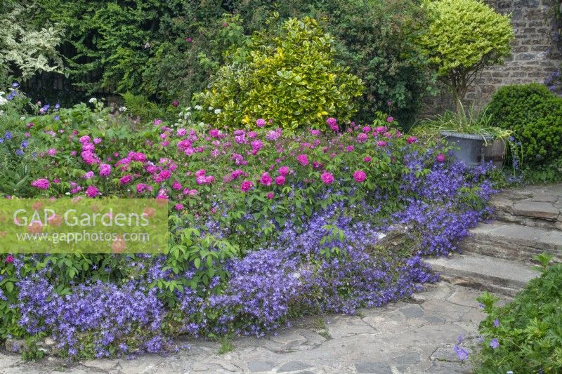 Rose and campanula in flowerbed at Barnsley House in June