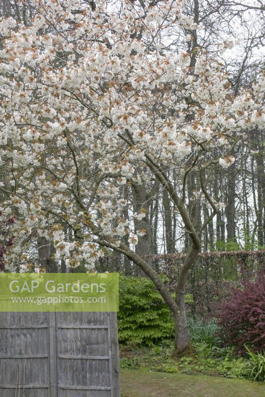 Prunus 'Ukon' at Barnsdale Gardens, April