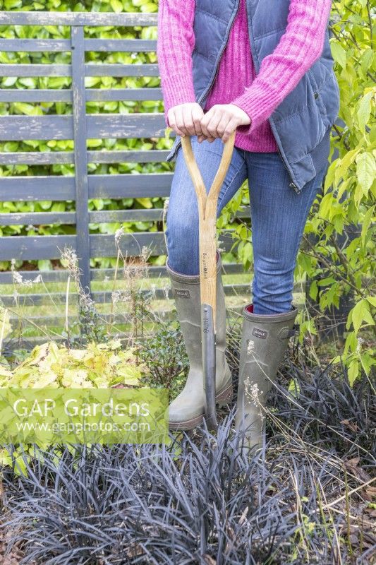 Woman using fork to dig up Ophiopogon planiscapus - Black Mondo Grass