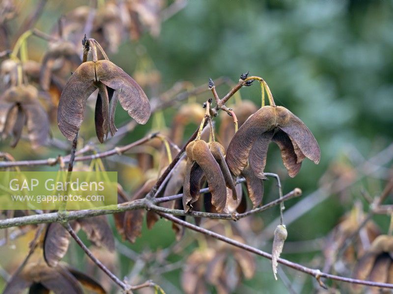 Acer griseum - Paperbark maple  seeds in Autumn November