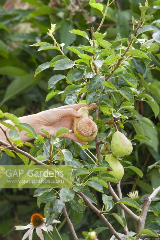 Monilinia fructicola - picking a pearl with brown rot of the tree.