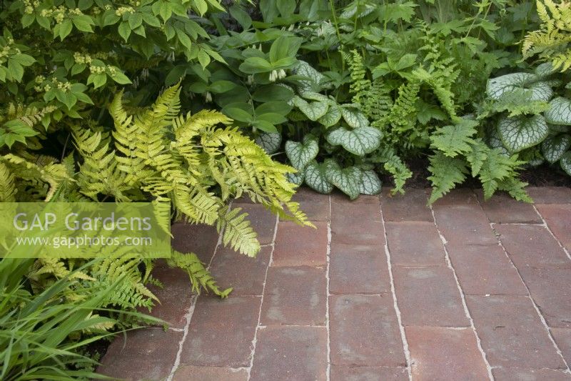 Ferns and brunnera spill onto a paved area of the RSPCA Garden designed by Martyn Wilson - RHS Chelsea Flower Show 2023