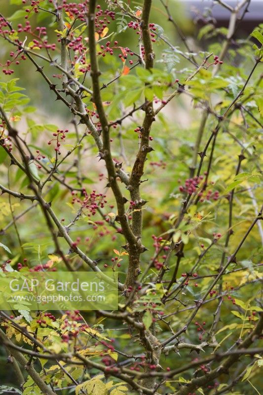 Zanthoxylum simulans in November