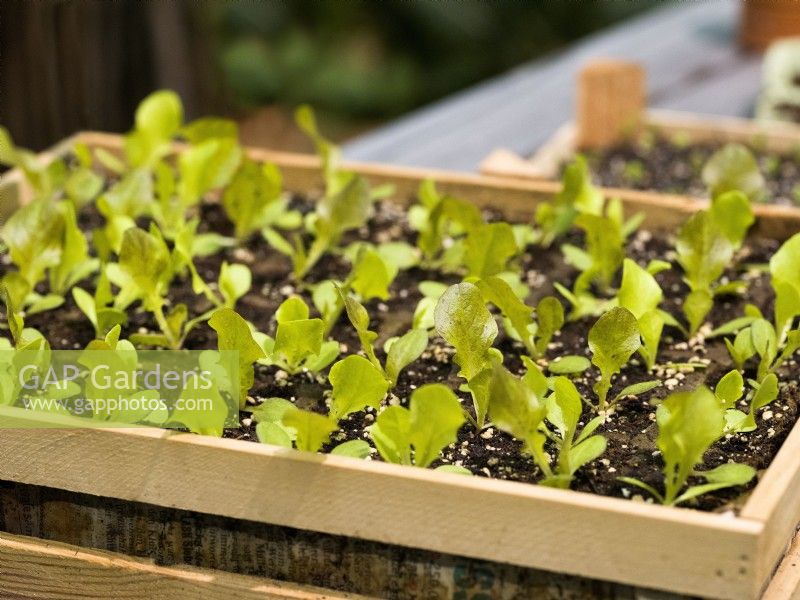 Lactuca sativa var. capitata, summer June