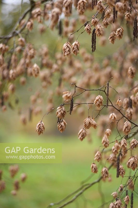 Fruits of Ostrya japonica, the Japanese hop hornbeam in November