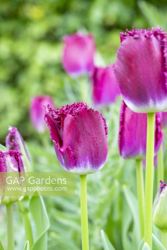 Tulipa 'Purple Crystal'