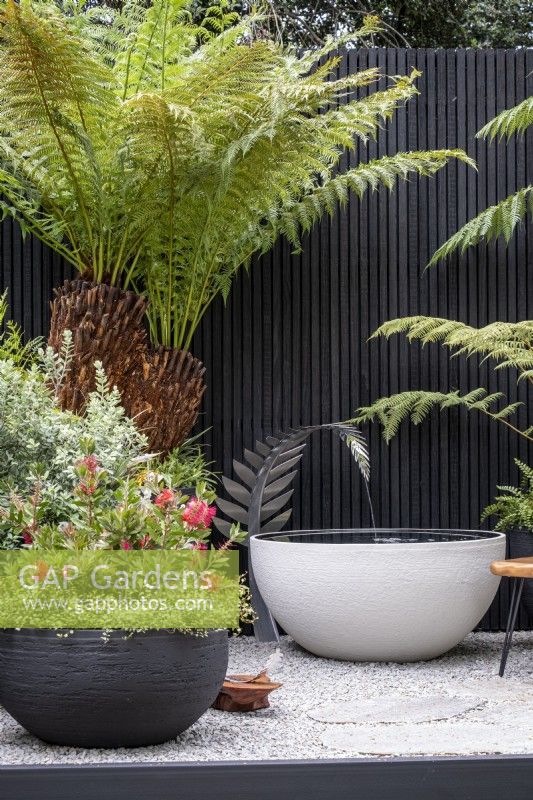 Small courtyard garden with containers of Tree Ferns and a large container pond fed with a spout in the shape of a fern leaf