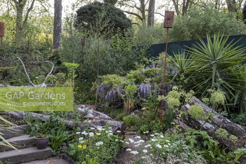 Nature repossesses a garden, planting surrounding a silver birch tree stump in a ruined garden.  Angelica archangelica, Yucca elephantipes, Saxifraga x urbium, Orlaya grandiflora and Ammi majus