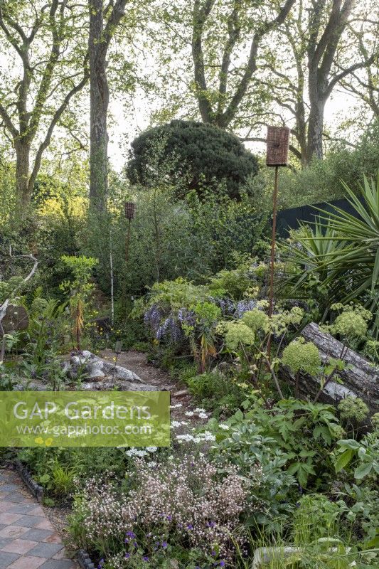 Nature repossesses a garden, planting surrounding a silver birch tree stump in a ruined garden.  Angelica archangelica, Yucca elephantipes, Saxifraga x urbium, Orlaya grandiflora and Ammi majus