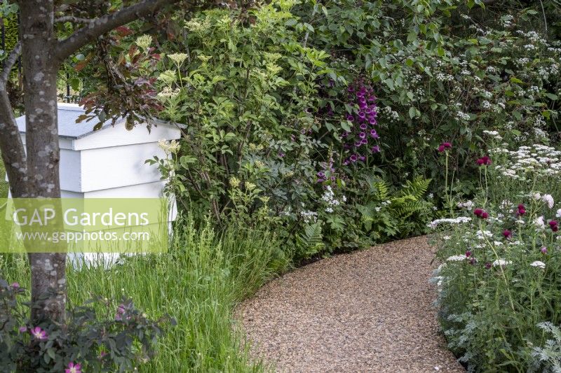 Self binding gravel path through early summer borders with foxgloves and cow parsley