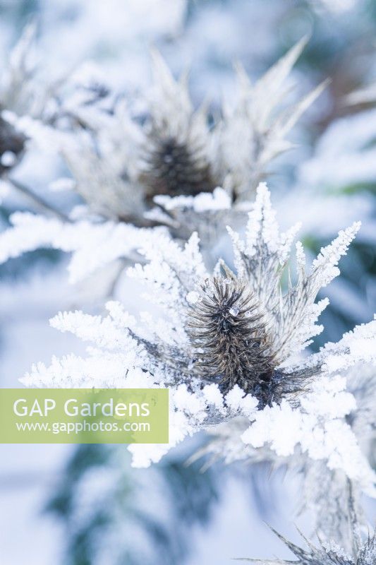 Eryngium giganteum - Sea Holly. Closeup of frosted seed heads. December