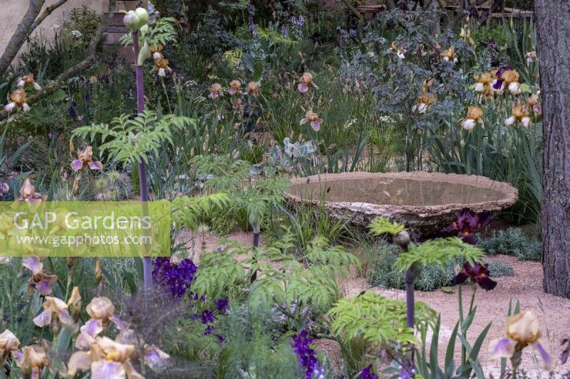 Still water bowl, made of waste aggregate, surrounded with bearded Iris in a dry garden