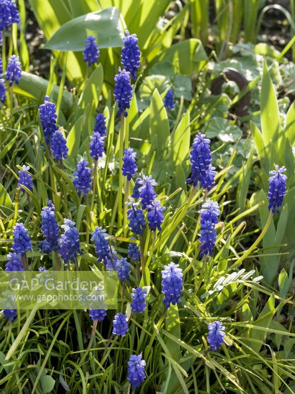 Muscari armeniacum, spring April