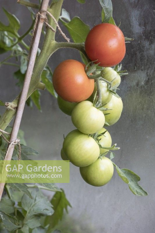 Solanum lycopersicum tomato 'Moneymaker'