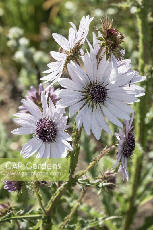 Berkheya purpurea purple burkheya