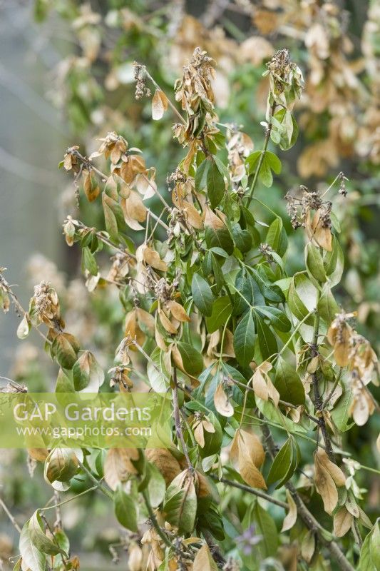 Choysia ternata - Mexican orange blossom, showing severe damage after unusually cold winter temperatures. February