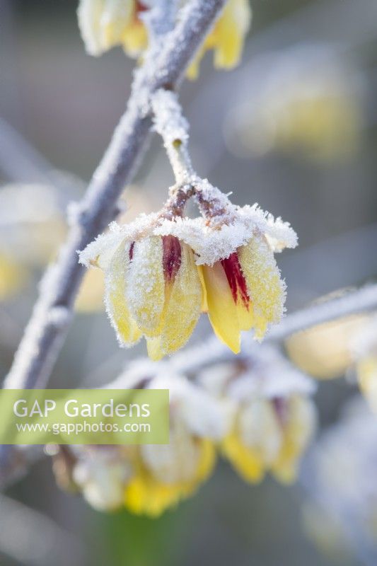 Chimonanthus praecox 'Grandiflorus' - Wintersweet. Closeup of sweetly scented flowers on bare stems on a frosty morning. January.
