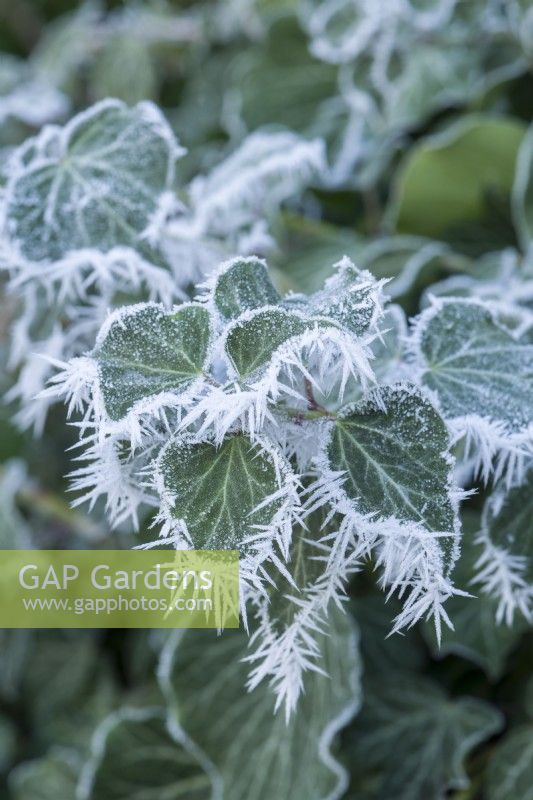 Tufts of needle-shaped rime ice crystals formed on dark green ivy leaves. January.
