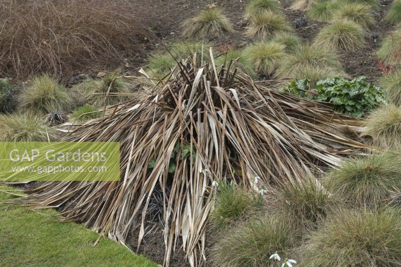 Phormium showing severe damage after unusually cold winter temperatures. Cambridge Botanic Gardens Winter Garden. February