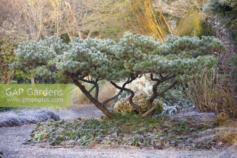 Pinus strobus 'Reinshaus' with lifted canopy. Conifer, December. 
