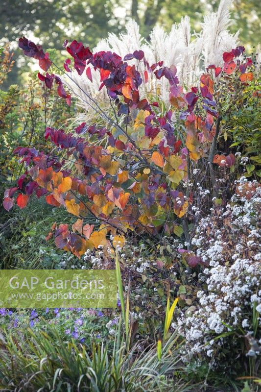 Cercis canadensis 'Forest Pansy',  Ageratina altissima Chocolate in mixed bed, October. 