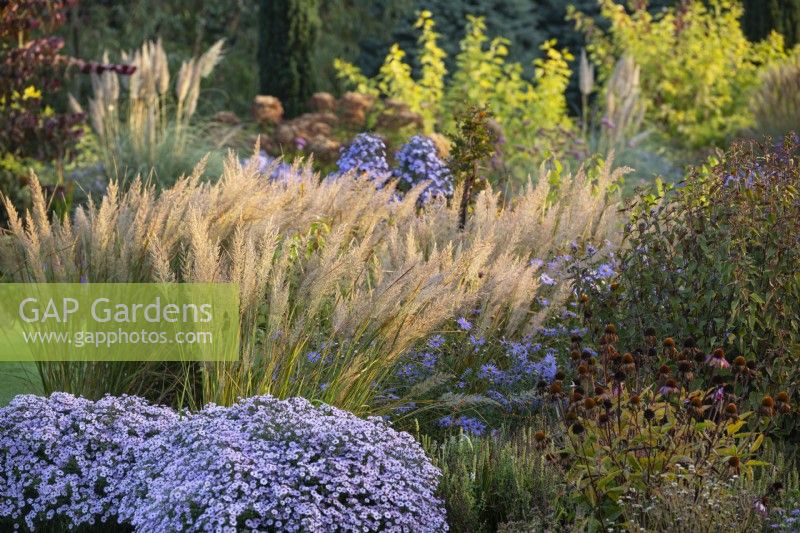 Calamagrostis brachytricha, Aster 'Small-ness' in mixed bed. October. 