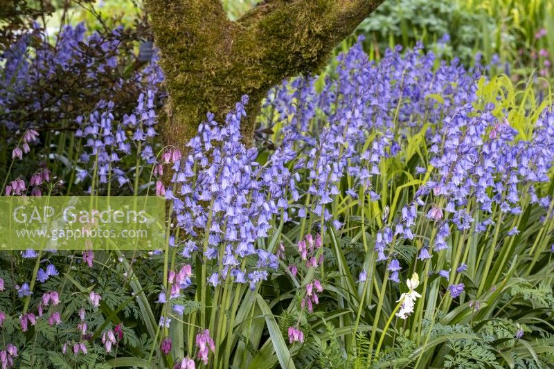 Spanish Bluebells, Hyacinthoides hispanica and Dicentra 'Luxuriant' in spring border