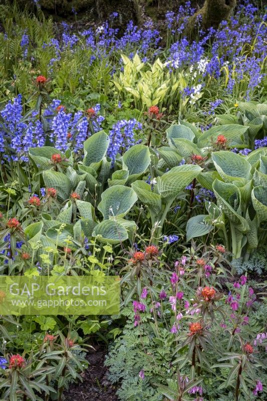 Spanish Bluebells, Hyacinthoides hispanica, Euphorbia griffithii 'Fireglow', various Hostas and Dicentra 'Luxuriant' in spring border