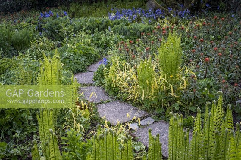 Spanish Bluebells, Hyacinthoides hispanica, Euphorbia griffithii 'Fireglow', Mattuccia struthiopteris fern in spring border with paved path winding through
