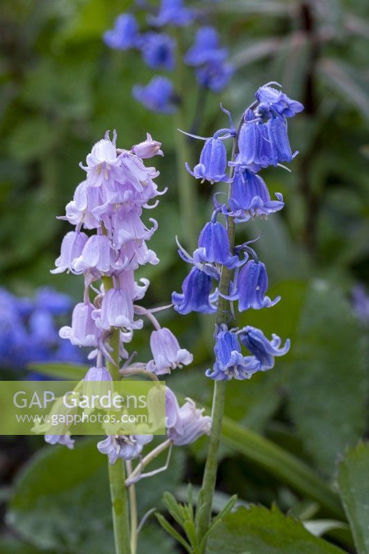 Pink and blue forms of the Spanish bluebell, Hyacinthoides hispanica